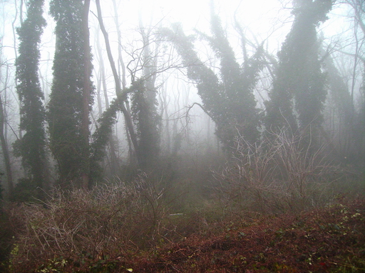 Il bosco e la nebbia 4