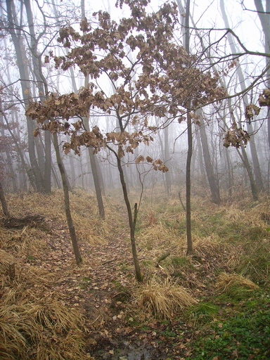 Il bosco e la nebbia 5