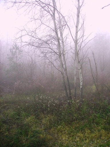 Il bosco e la nebbia 6