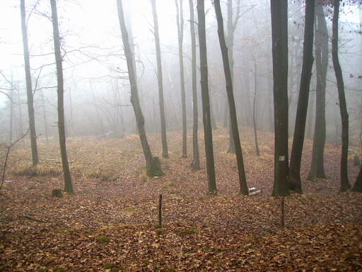 Il bosco e la nebbia 7