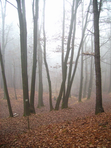 Il bosco e la nebbia 8