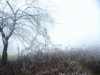 Il bosco e la nebbia 1