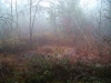 Il bosco e la nebbia 3