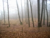 Il bosco e la nebbia 7