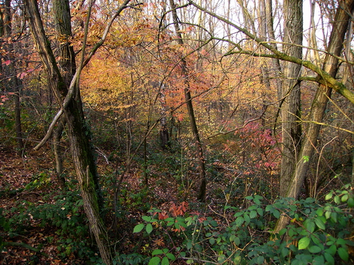 Scorcio nel bosco 2