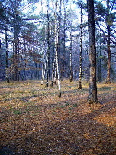 Scorcio nel bosco 4