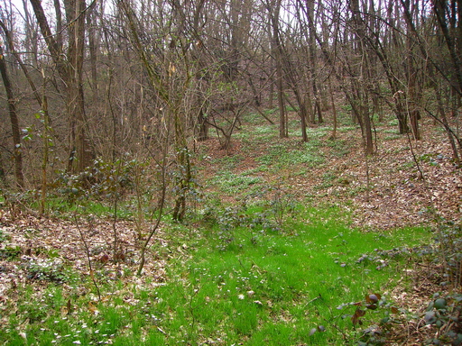 Scorcio nel bosco 5