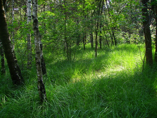 Tappeto verde