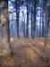 Scorcio nel bosco 1