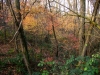 Scorcio nel bosco 2