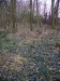 Scorcio nel bosco 3