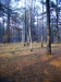 Scorcio nel bosco 4