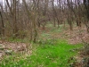 Scorcio nel bosco 5