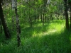 Tappeto verde
