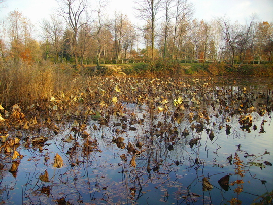 Scorcio autunnale 13