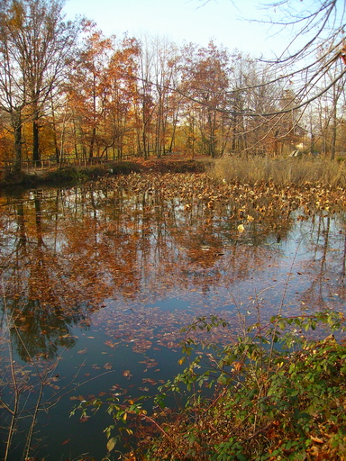 Scorcio autunnale 4