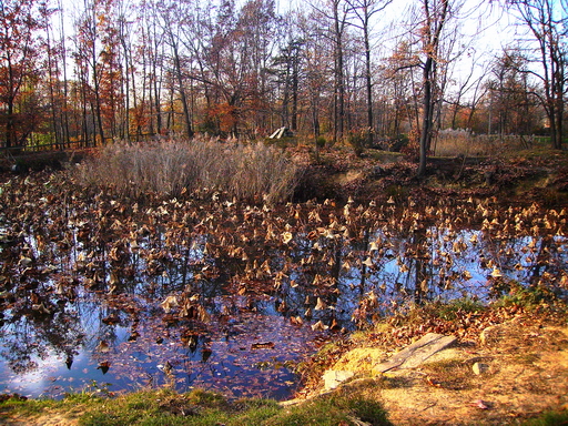 Scorcio autunnale 7