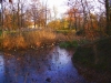 Scorcio autunnale 11