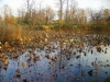 Scorcio autunnale 13