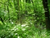 Acque nel parco