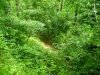 Torrenti nel parco 4