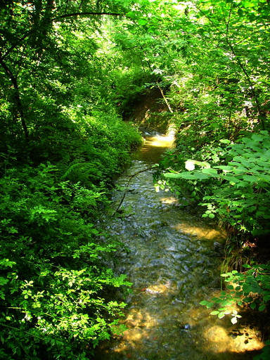 Torrenti nel parco 2