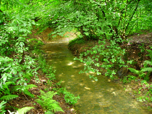 Torrenti nel parco 3