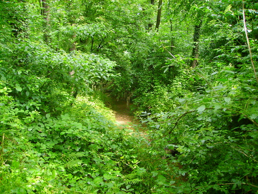 Torrenti nel parco 4