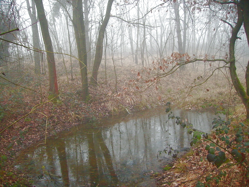 Il bosco e la nebbia 2