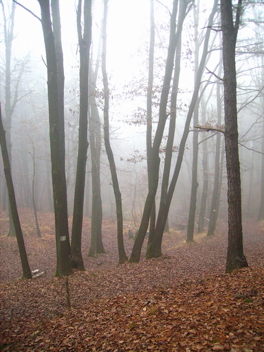 Il bosco e la nebbia 8
