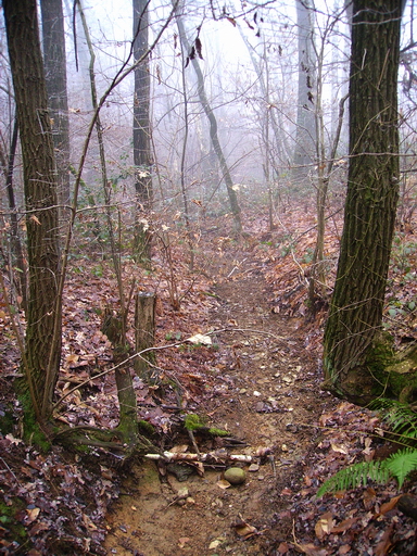 Il bosco e la nebbia 9