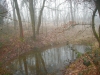 Il bosco e la nebbia 2