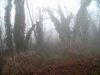Il bosco e la nebbia 4