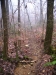 Il bosco e la nebbia 9
