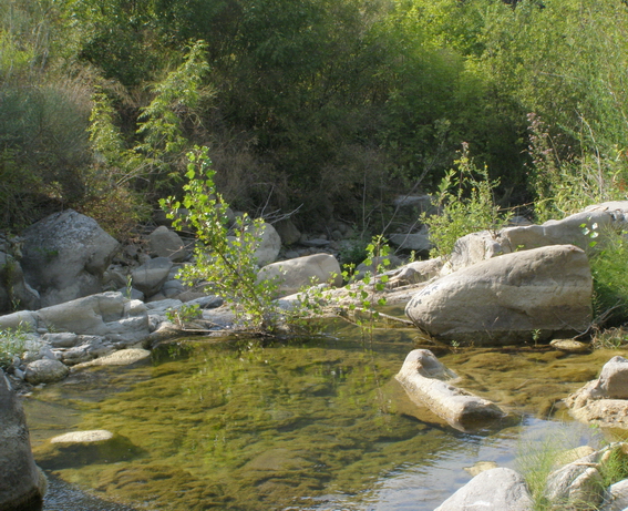 Ambiente del fiume Timeto: scorcio 2