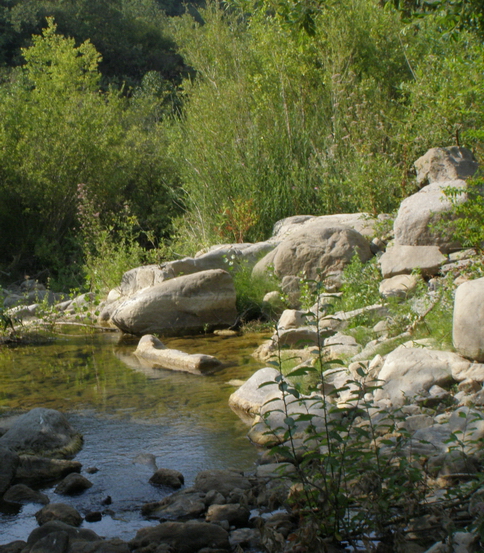 Ambiente del fiume Timeto: scorcio 3