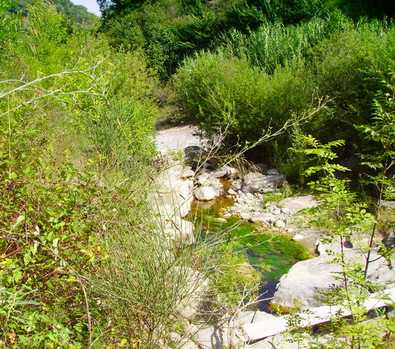 Ambiente del fiume Timeto: scorcio 6