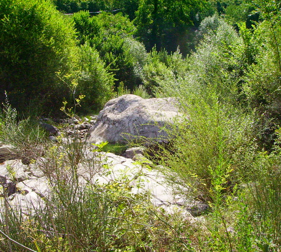 Ambiente del fiume Timeto: scorcio 7