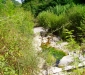 Ambiente del fiume Timeto: scorcio 6