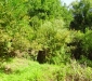 Ambiente del fiume Timeto: scorcio 8