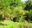 Ambiente del fiume Timeto: scorcio 8