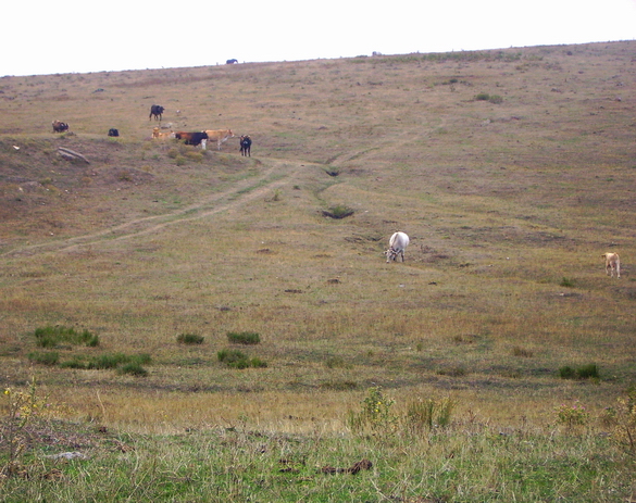 Pascoli in quota